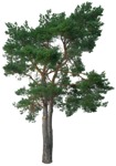 Png tree pinus sylvestris plant cutouts (16770) | MrCutout.com - miniature