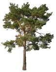 Cut out tree pinus sylvestris plant cutouts (16771) | MrCutout.com - miniature