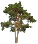 Cutout tree pinus sylvestris plant cutouts (17400) - miniature