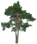 Png tree pinus sylvestris plant cutouts (16776) | MrCutout.com - miniature