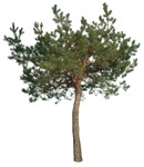 Png tree pinus sylvestris plant cutouts (16779) | MrCutout.com - miniature