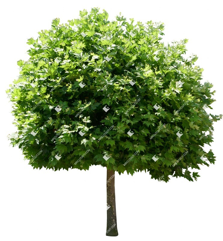 Png tree platanus acerifolia acerifolia png vegetation (14022)