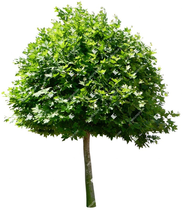 Cut out tree platanus acerifolia acerifolia png vegetation (15512)