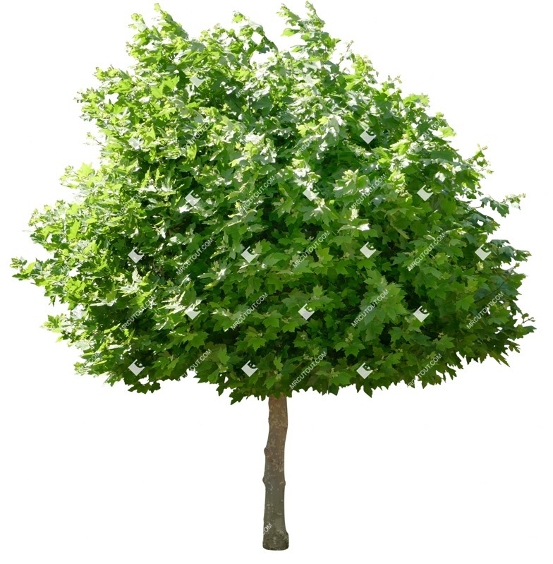 Cutout tree platanus acerifolia acerifolia png vegetation (15020)