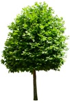Png tree platanus acerifolia acerifolia png vegetation (15918) - miniature