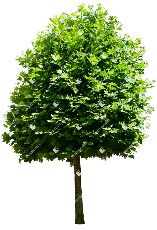 Png tree platanus acerifolia acerifolia png vegetation (15514)