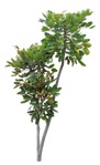 Cutout tree polyscias cutispongia cutout plant (17555) | MrCutout.com - miniature