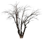 Tree populus  (527) - miniature