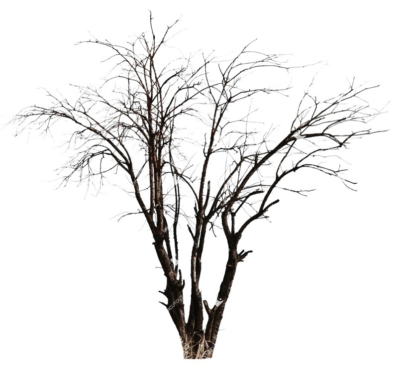 Png tree populus cut out plants (527)