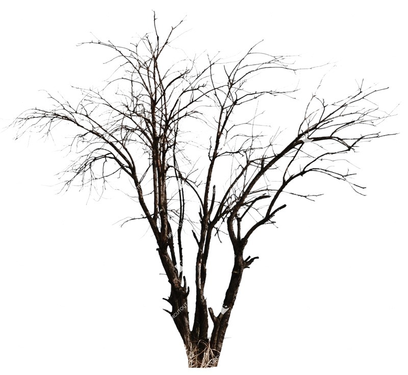 Png tree populus cut out plants (527)