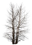 Cut out Tree Populus 0002 | MrCutout.com - miniature