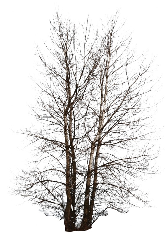 Cutout tree populus cut out plants (526)