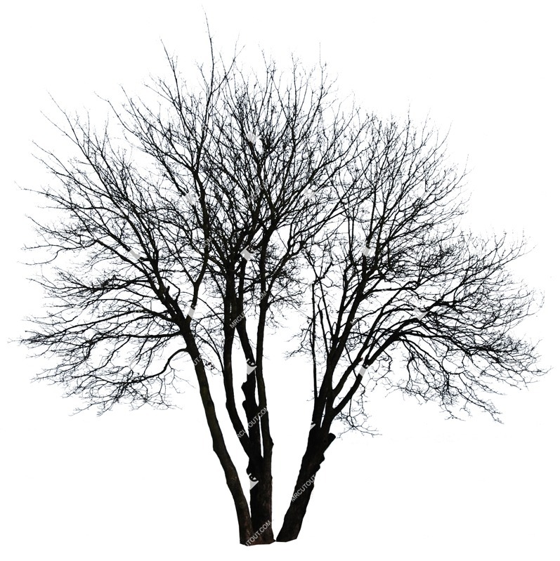 Png tree populus cut out vegetation (530)