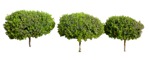 Cutout tree potted tree buxus sempervirens cut out plants (6884) - miniature