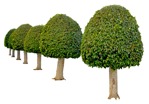 Cut out tree potted tree buxus sempervirens plant cutouts (7723) - miniature