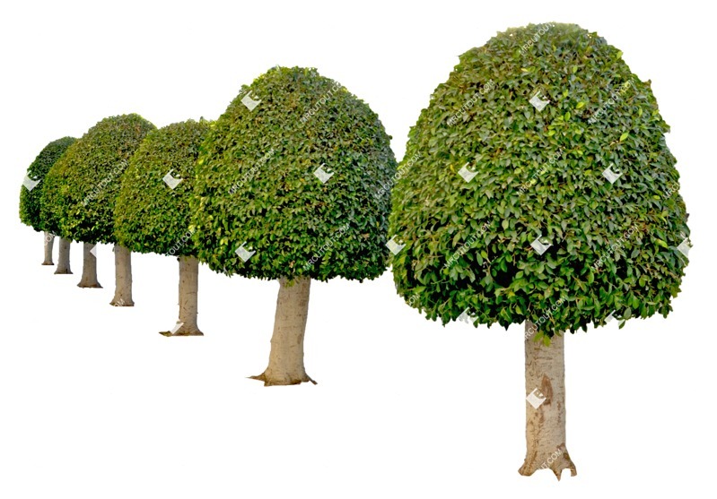 Cut out tree potted tree buxus sempervirens plant cutouts (7723)