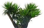 Png tree potted tree dracaena marginata plant cutouts (7572) - miniature