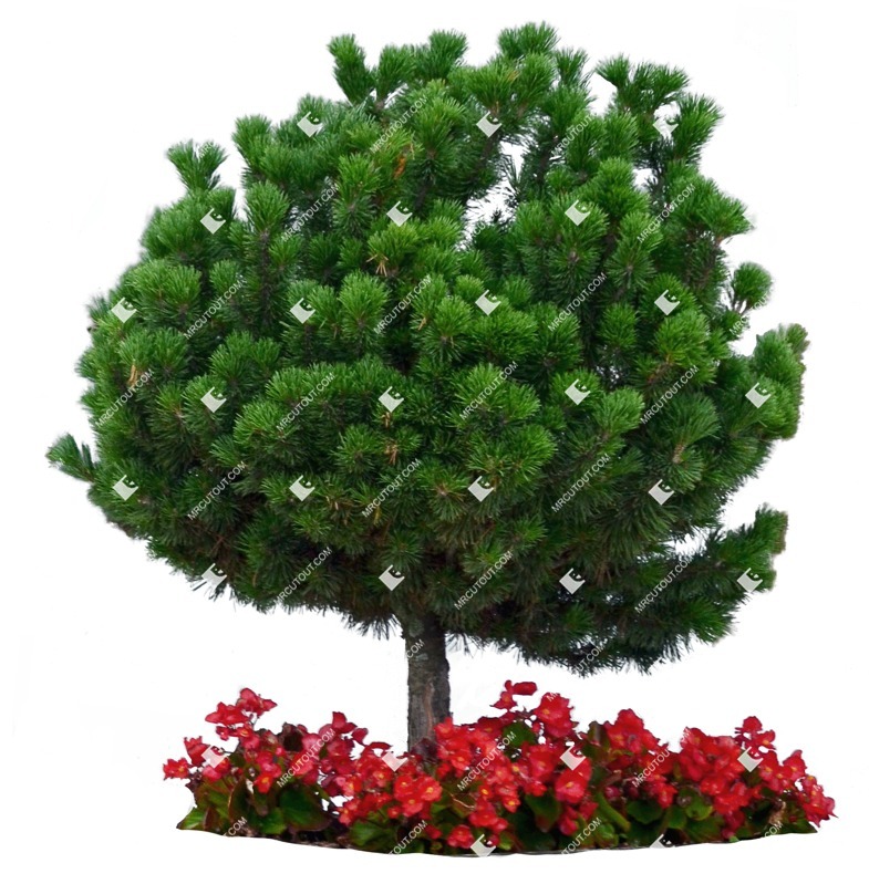 Cut out tree potted tree pinus mugo png vegetation (7186)