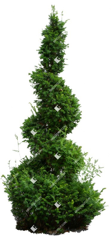 Cut out tree potted tree thuja occidentalis cut out vegetation (10525)