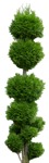 Cutout tree potted tree thuja occidentalis cut out vegetation (10760) - miniature