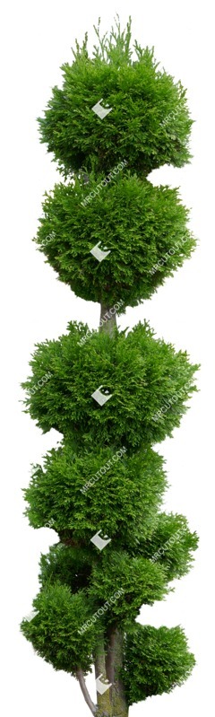 Cutout tree potted tree thuja occidentalis cut out vegetation (8996)
