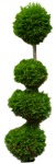 Cut out tree potted tree thuja occidentalis cut out vegetation (8977) - miniature