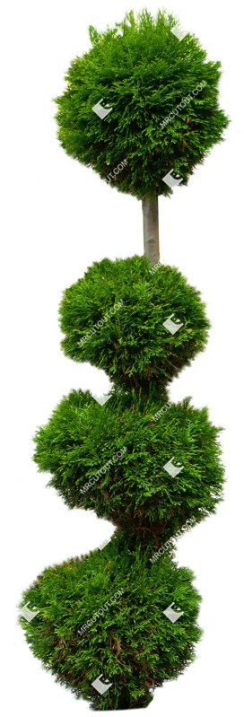 Cut out tree potted tree thuja occidentalis cut out vegetation (8977)