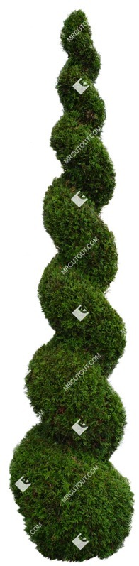 Cutout tree potted tree thuja occidentalis cut out vegetation (8976)