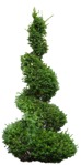Tree potted tree thuja occidentalis  (8975) - miniature