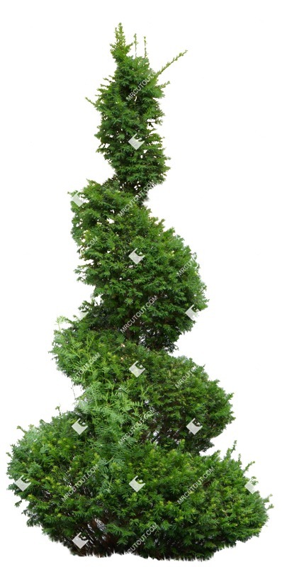 Png tree potted tree thuja occidentalis png vegetation (8975)