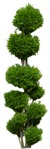 Cut out tree potted tree thuja occidentalis png vegetation (9001) - miniature