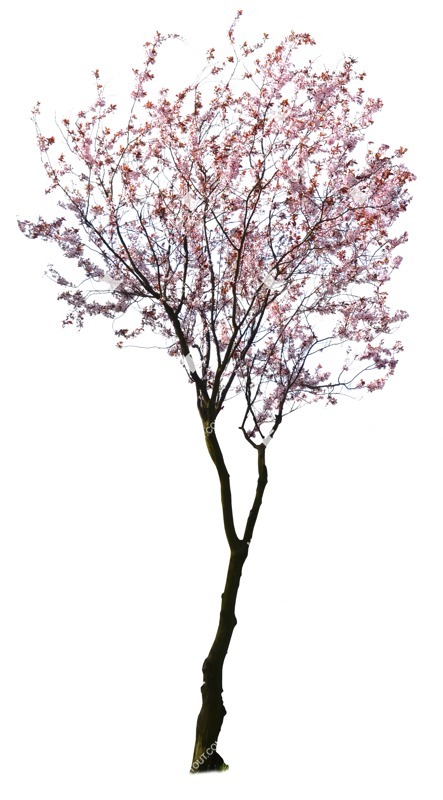 Png tree prunus cerasifera pissardii cutout plant (1007)