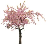 Tree prunus serrulata  (12135) - miniature