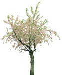 Cutout tree prunus serrulata png vegetation (14030) - miniature