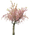 Png tree prunus serrulata png vegetation (14031) | MrCutout.com - miniature