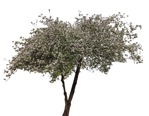 Tree prunus subhirtella alba pendula  (8908) - miniature