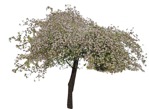 Cut out tree prunus subhirtella alba pendula cut out vegetation (9190) - miniature