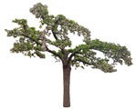 Cutout tree prunus subhirtella alba pendula cut out vegetation (9191) - miniature