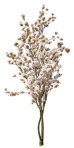 Png tree prunus subhirtella alba pendula cut out vegetation (9192) - miniature