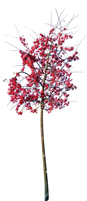 Png tree pyracantha coccinea png vegetation (9383)