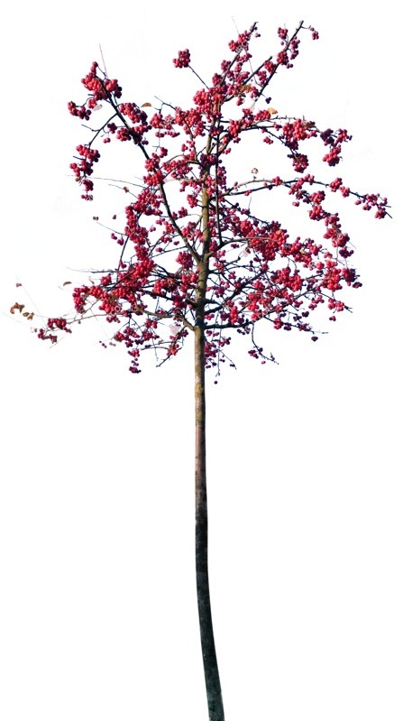 Cut out tree pyracantha coccinea png vegetation (9384)
