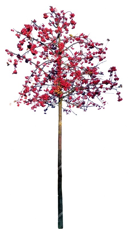 Cutout tree pyracantha coccinea png vegetation (9065)