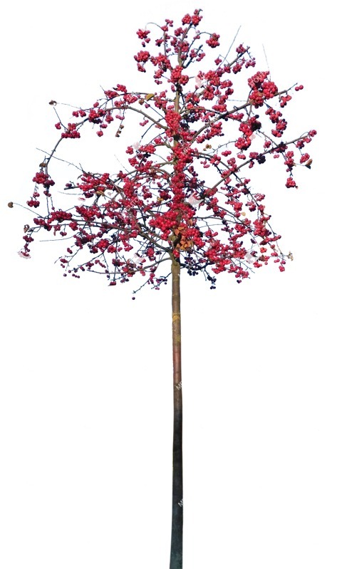 Png tree pyracantha coccinea png vegetation (9064)