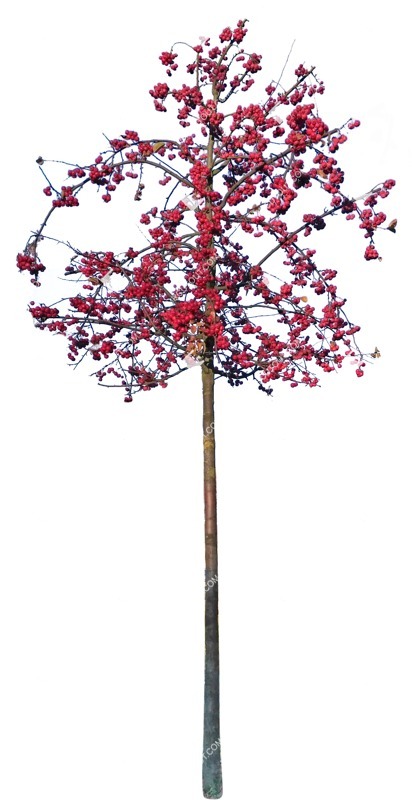 Cut out tree pyracantha coccinea png vegetation (9385)