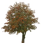 Cutout tree pyracantha coccinea png vegetation (9161) - miniature