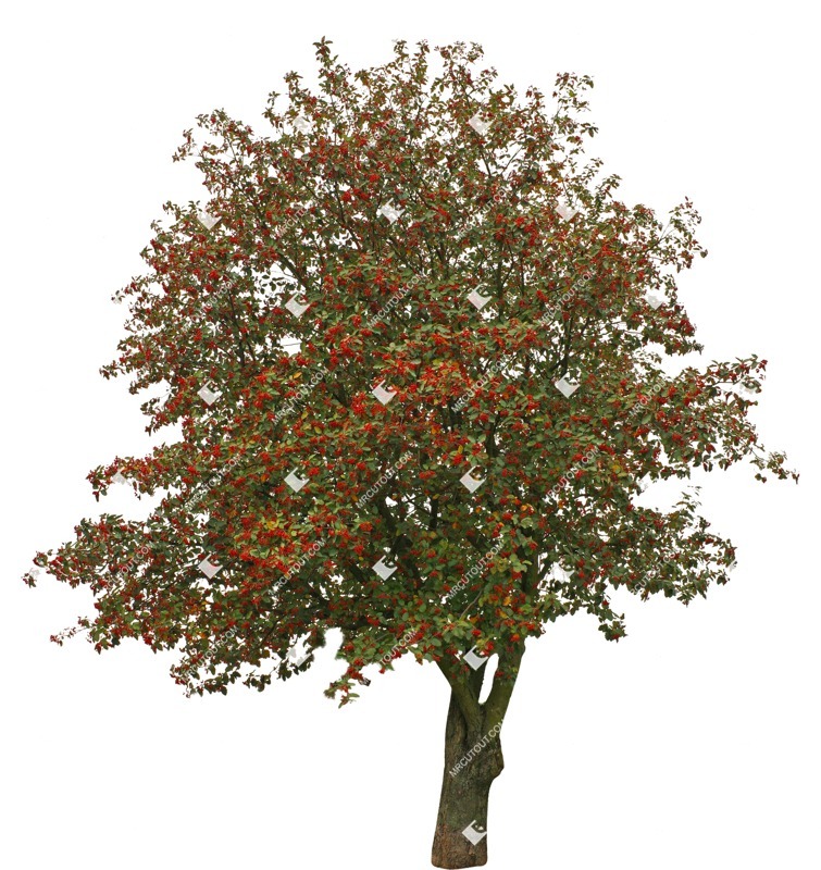 Cutout tree pyracantha coccinea png vegetation (9161)