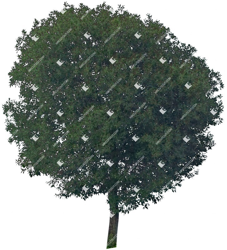 Cutout tree quercus robur vegetation png (3283)