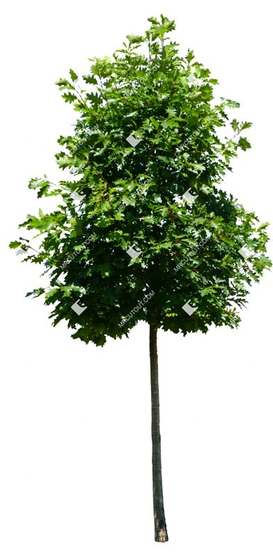 Png tree quercus robur png vegetation (15623)