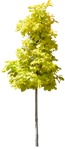 Cut out tree quercus rubra aurea png vegetation (15601) | MrCutout.com - miniature