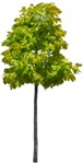 Png tree quercus rubra aurea png vegetation (15921) | MrCutout.com - miniature